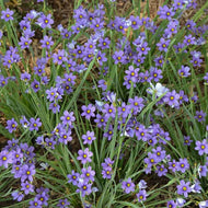 Blue-Eyed Grass (Sisyinchium angustifolium)