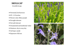 Load image into Gallery viewer, Skullcap - Scutellaria spp. - (1 gal.)
