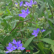 Skyflower (Hydrolea corymbosa) - 1 Gallon