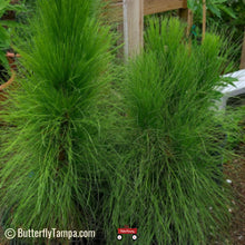 Load image into Gallery viewer, Slash Pine- Pinus ellotti var densa (3 &amp; 7 Gal)
