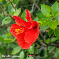 Sleepy Hibiscus (Hibiscus furcellatus)