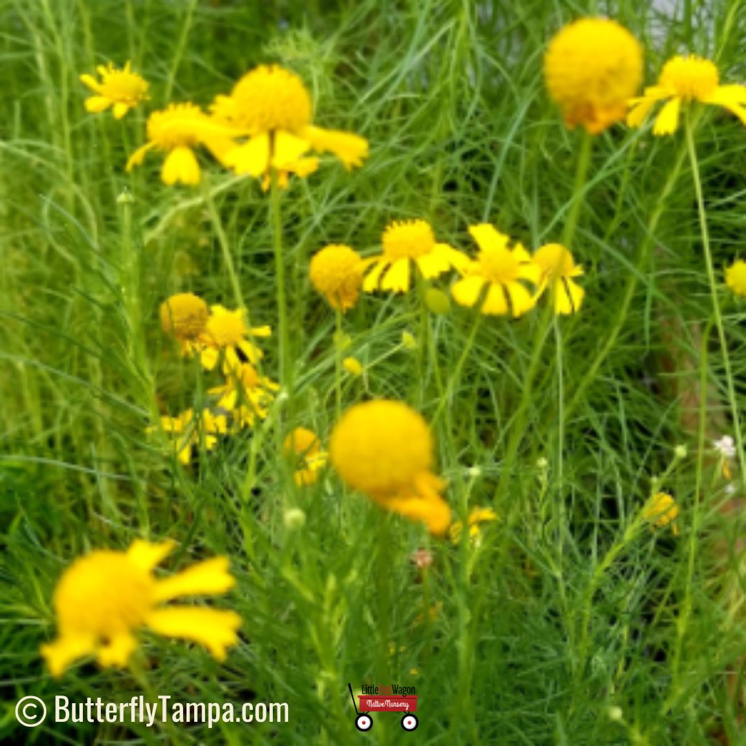 Helenium Spp Spanish daisy (Helenium spp. (amarum)) - 1 Gallon – Little Red Wagon ...