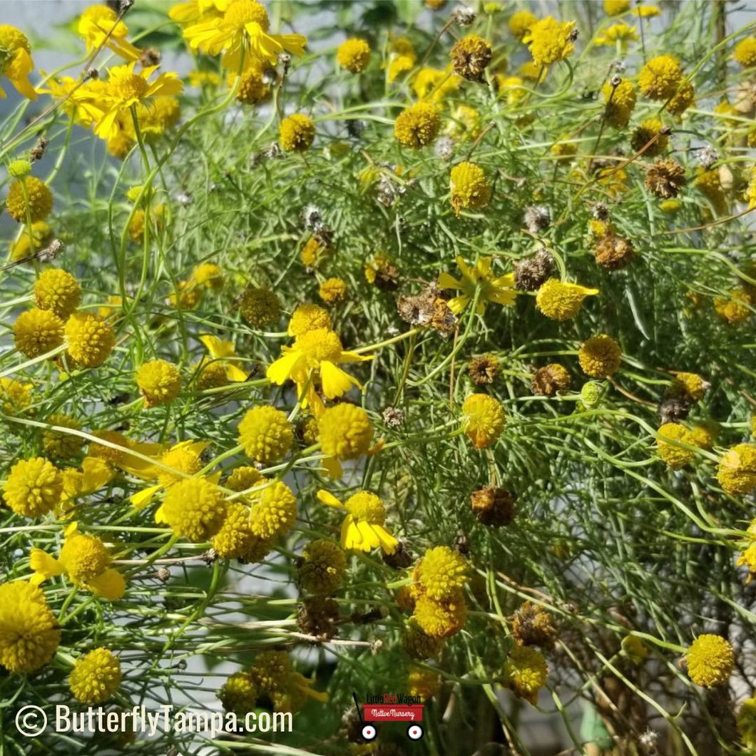 Spanish daisy -  Helenium spp. (amarum) (1 gal.)