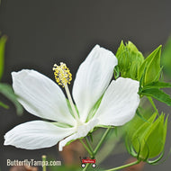 Snow Hibiscus (Hibiscus coccineus) - 1 Gallon