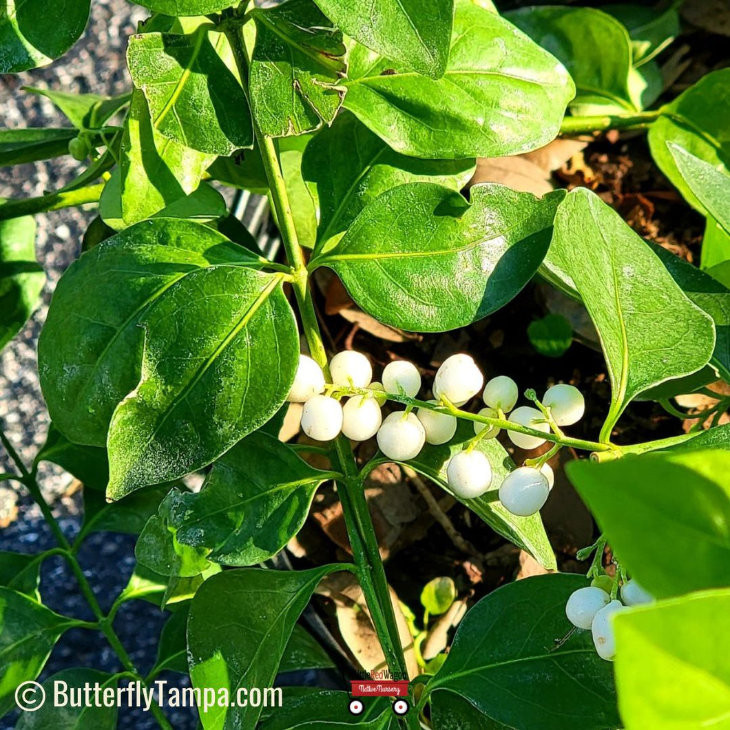 Snowberry - Chiococca alba