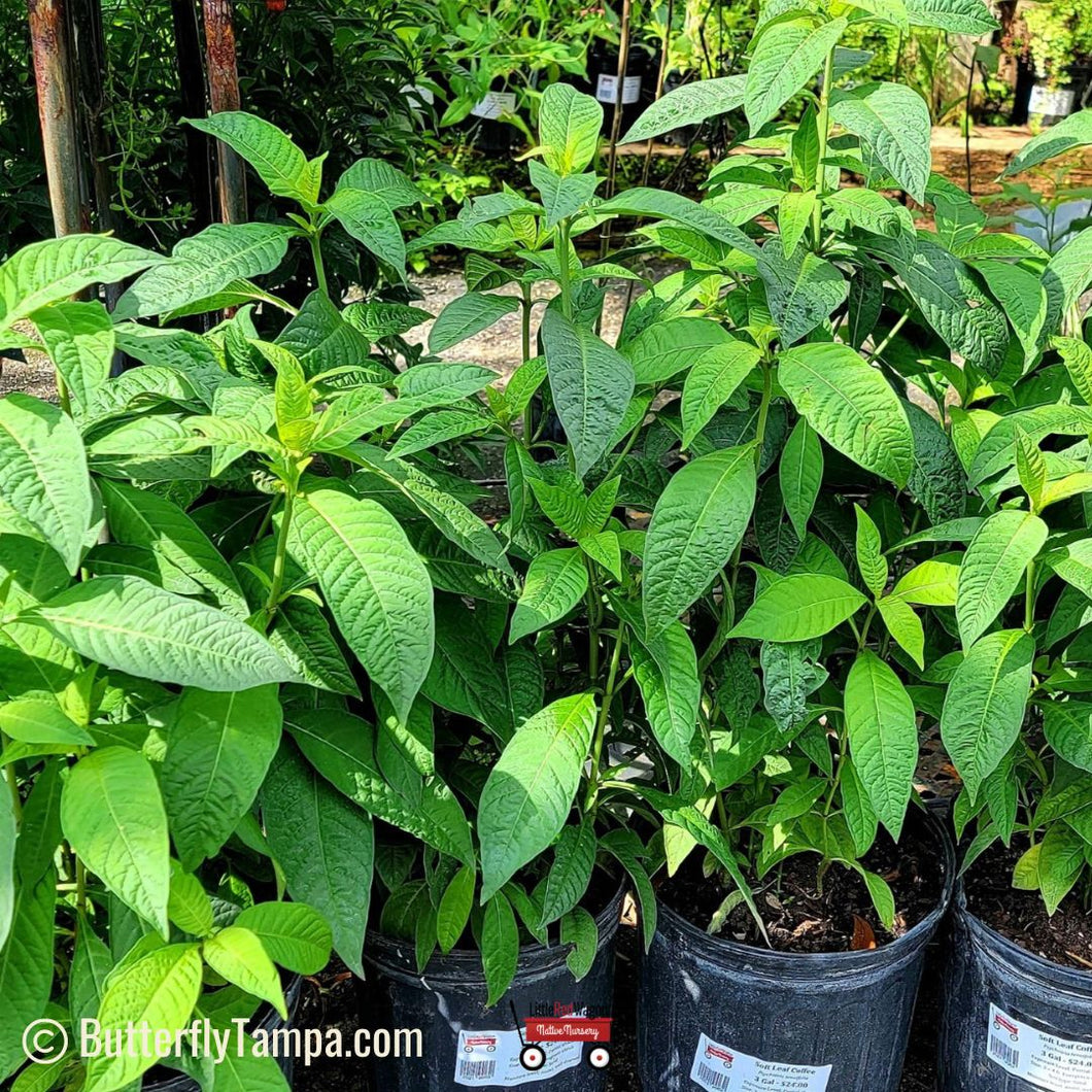 Soft Leaf Coffee - Psychotria tenuifolia (3 Gal)