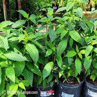 Soft Leaf Coffee (Psychotria tenuifolia)