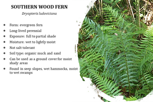 Southern Wood Fern - Dryopteris ludoviciana (1 gal.)