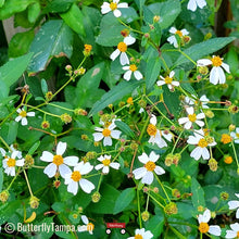Load image into Gallery viewer, Butterfly Needles - Bidens alba (1 Gal.)
