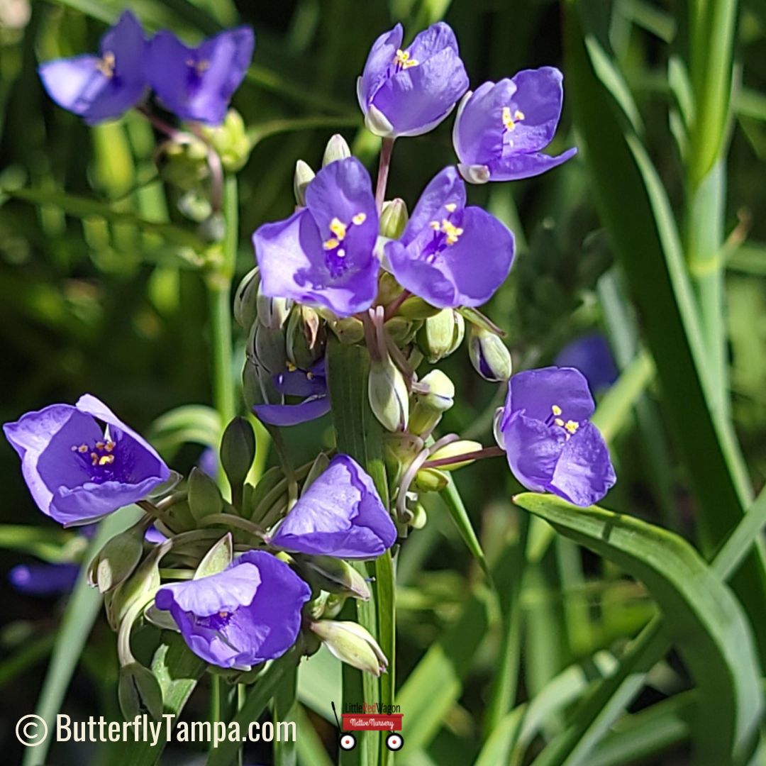 Ohio Spiderwort (Tradescantia ohiensis) 13 Spiderwort - Tradescantia ohiensis (1 gal.)