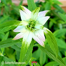Load image into Gallery viewer, Spotted Bee Balm/Spotted Horsemint - Monarda punctata (1 gal.)
