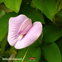 Load image into Gallery viewer, Spurred Butterfly Pea - Centrosema virginianum
