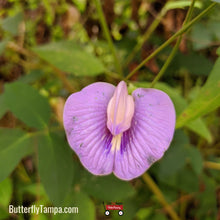 Load image into Gallery viewer, Spurred Butterfly Pea - Centrosema virginianum
