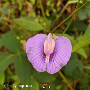Spurred Butterfly Pea - Centrosema virginianum