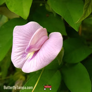 Spurred Butterfly Pea (Centrosema virginianum) - 1 Gallon