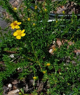 Saint John's Wort (Hypericum tenuifolium) - 1 Gallon