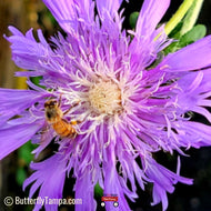 Stoke's Aster (Stokesia laevis)