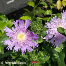 Load image into Gallery viewer, Stoke&#39;s Aster - Stokesia laevis (1 gal.)
