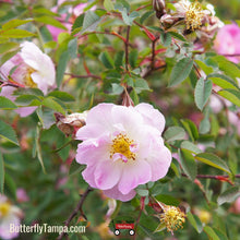 Load image into Gallery viewer, Swamp Rose - Rosa palustris
