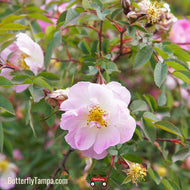 Swamp Rose (Rosa palustris)