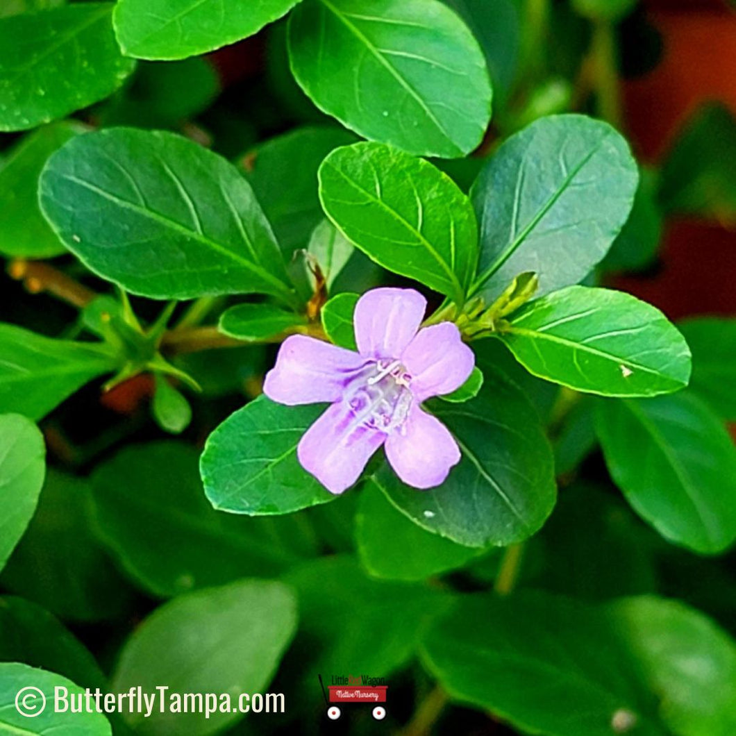 Swamp Twinflower - Dyschoriste humistrata