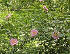 Wampfish Roes Swamp Rose - Rosa palustris – Little Red Wagon Native Nursery