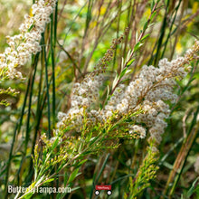 Load image into Gallery viewer, Sweet Goldenrod- Solidago odora
