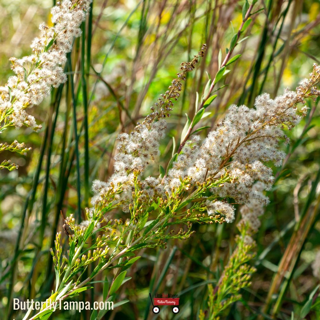 Sweet Goldenrod- Solidago odora – Little Red Wagon Native Nursery