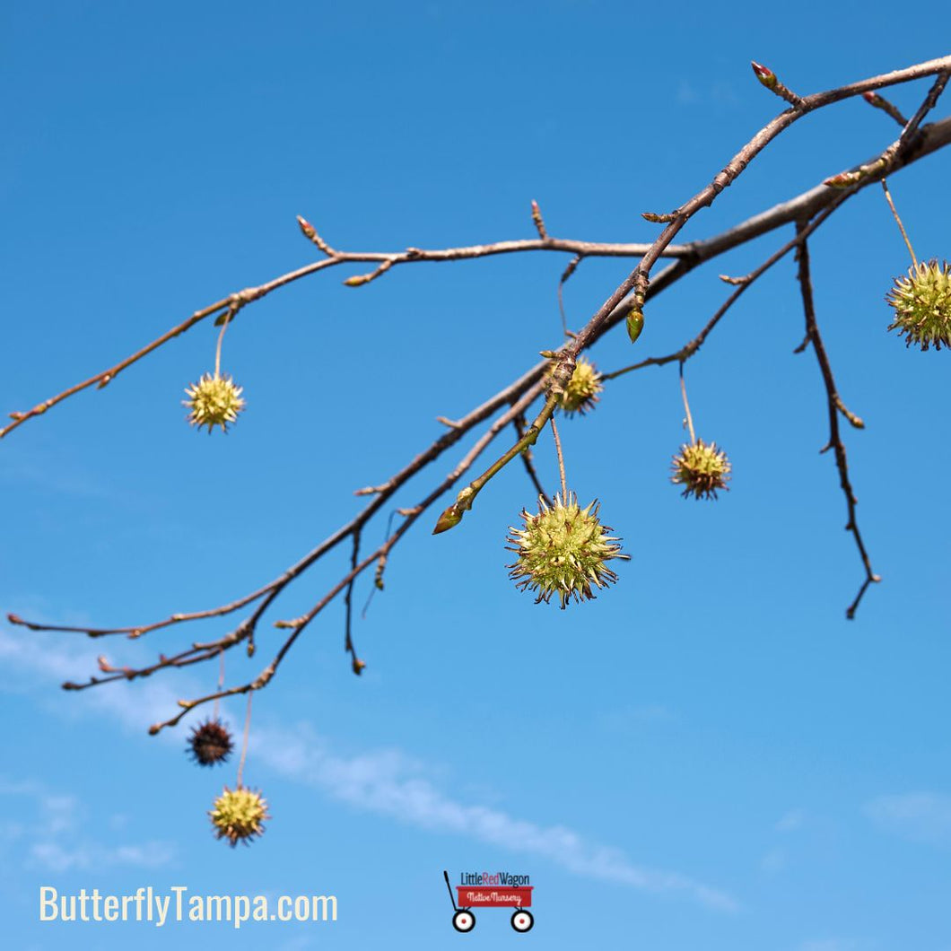 Sweetgum - Liquidambar styraciflua (3 & 7 Gallon)