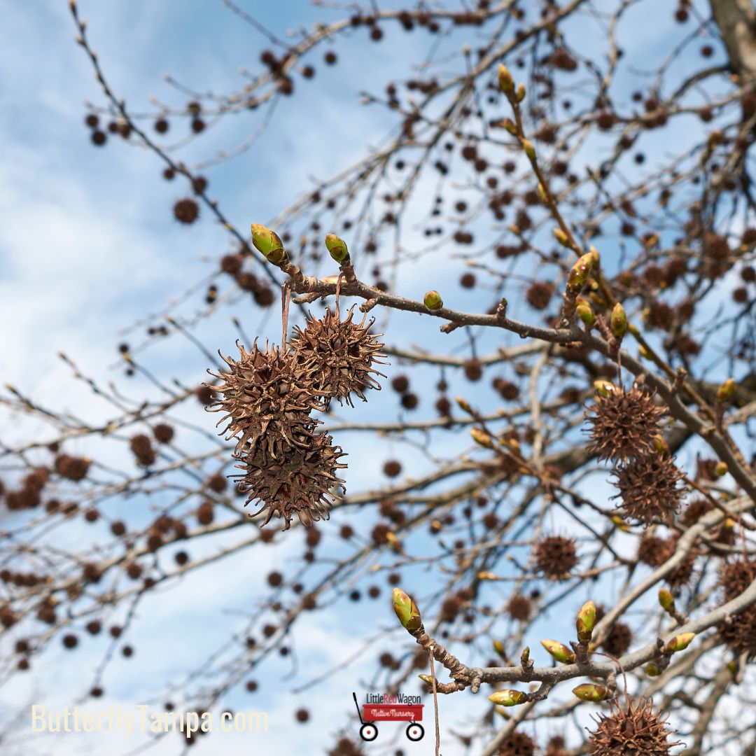 Liquidambar styraciflua - Sweetgum Tree – Mail Order Trees