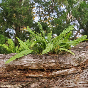 Sword fern (aka Wild Boston Fern) - Nephrolepis exaltata (1 gal)