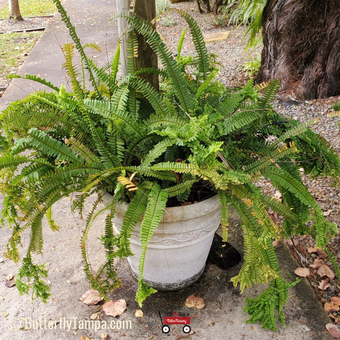Boston Fern (Nephrolepis exaltata) 5 Sword fern (aka Wild Boston Fern) - Nephrolepis exaltata (1 gal)