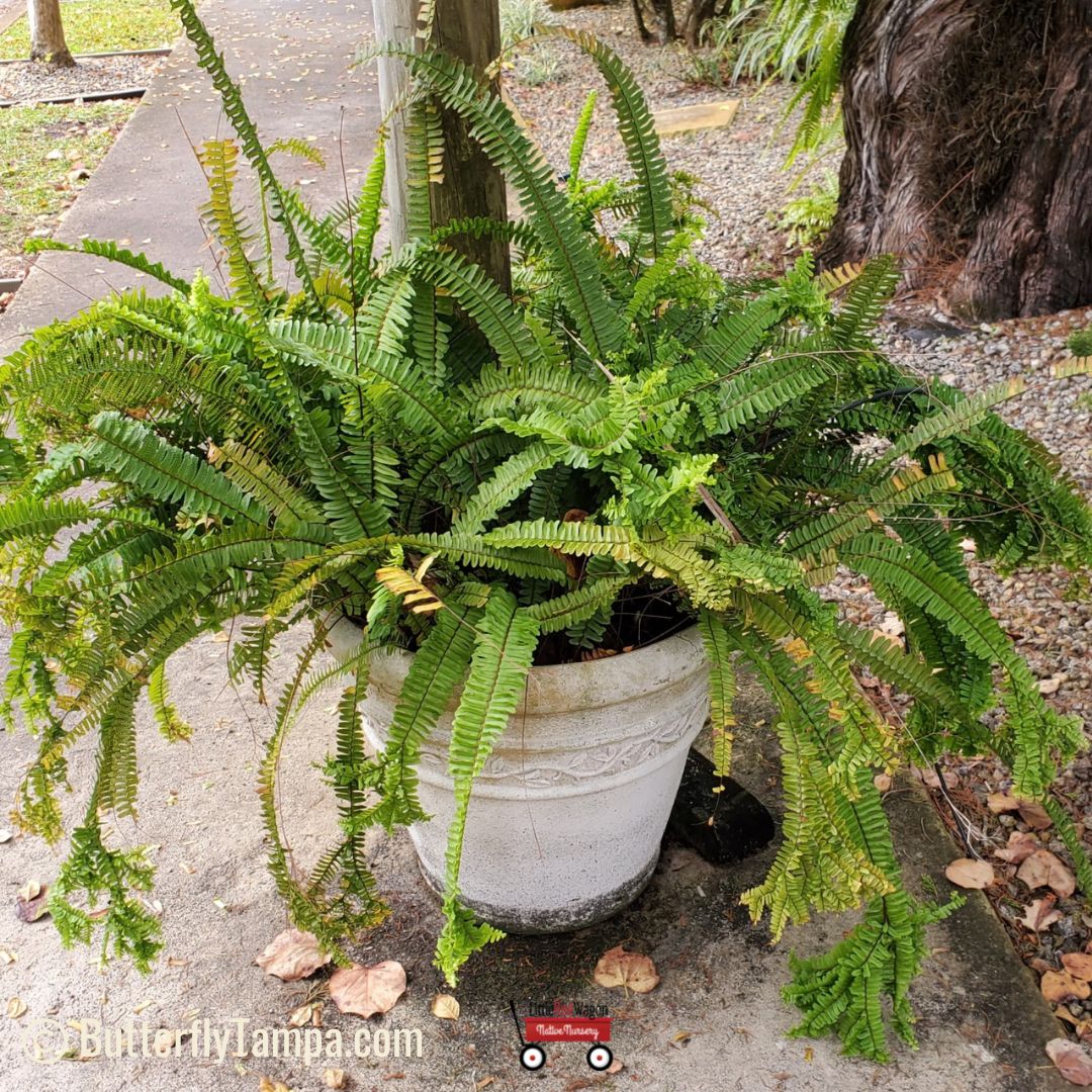 Sword fern (aka Wild Boston Fern) - Nephrolepis exaltata (1 gal ...