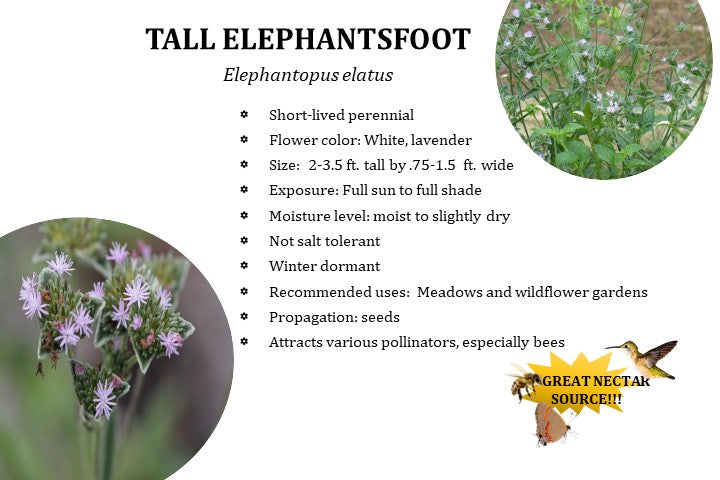 Tall Elephantsfoot - Elephantopus elatus
