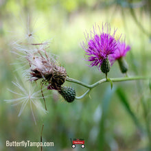 Load image into Gallery viewer, Tall Thistle - Cirsium altissimum 1 Gal
