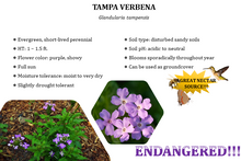 Load image into Gallery viewer, Tampa Verbena - Glandularia tampensis (1 gal.)
