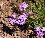 Tampa Verbena (Glandularia tampensis)