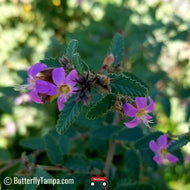 Teabush (Melochia tomentosa)