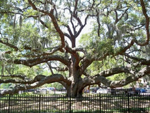 Load image into Gallery viewer, Live Oak - Quercus virginiana (3 gal.)
