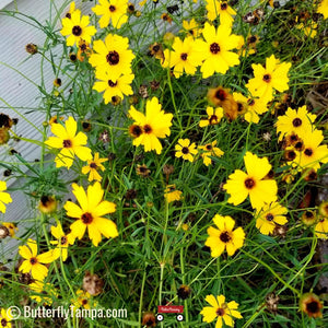 Tickseed - Coreopsis leavenworthii (1 gal.)