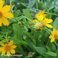 Tickseed (Coreopsis lanceolata)