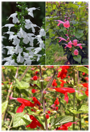 Mixed Tropical Sage (Salvia coccinea)