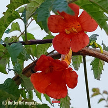 Load image into Gallery viewer, Trumpet Creeper - Campsis radicans
