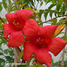 Load image into Gallery viewer, Trumpet Creeper - Campsis radicans
