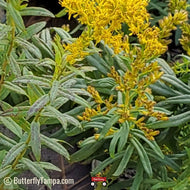 Twistleaf Goldenrod (Solidago tortifolia) - 1 Gallon