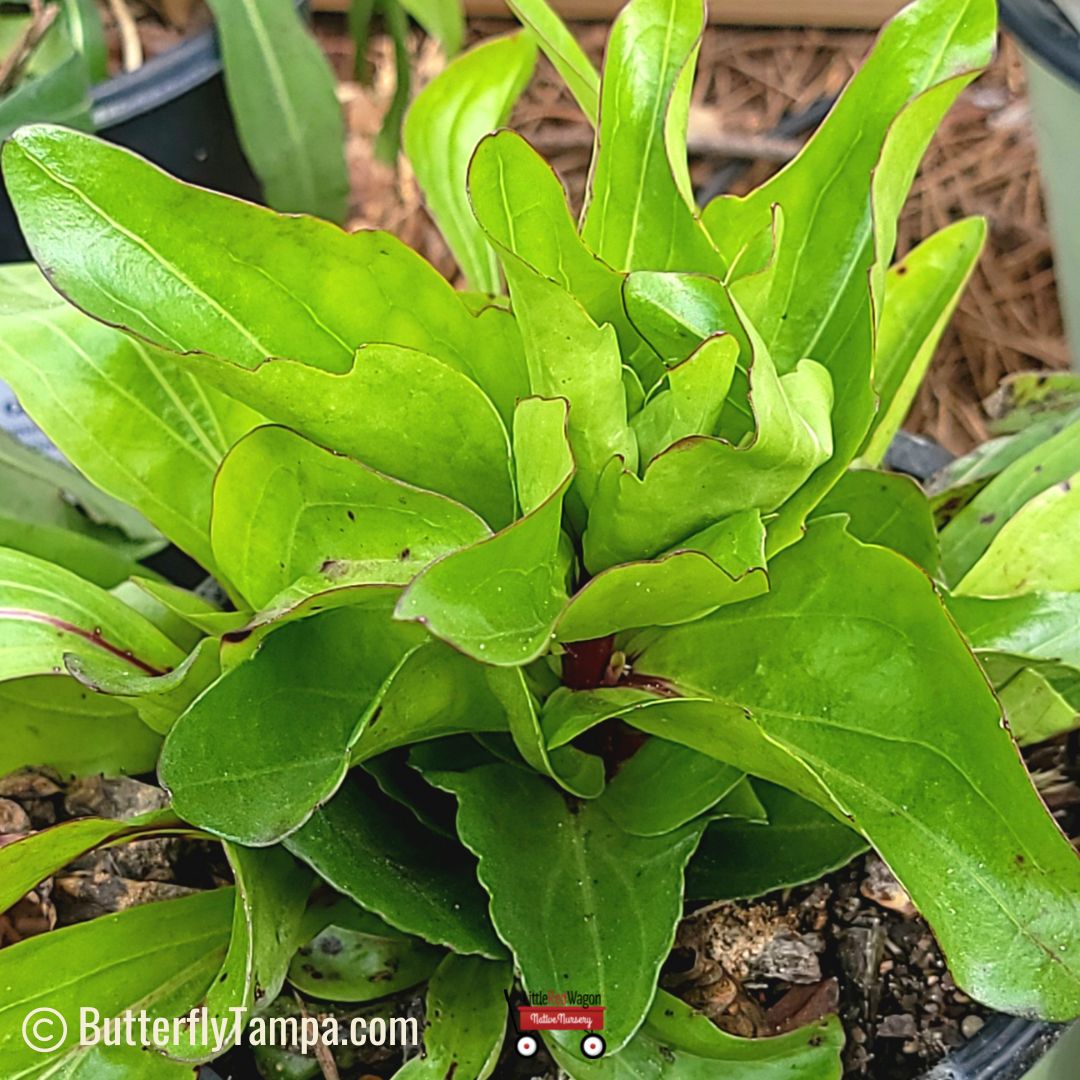 Vanilla Plant/Vanilla Leaf (Carphephorus odoratissimus) - 1 Gallon ...