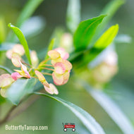 Varnish Leaf (Dodonaea viscosa) - 3 Gallon