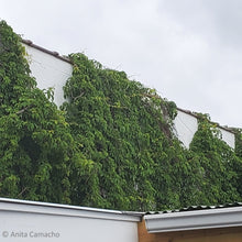 Load image into Gallery viewer, Virginia Creeper - Parthenocissus quinquefolia (1 gal.)
