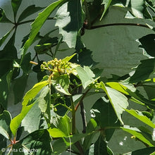 Load image into Gallery viewer, Virginia Creeper - Parthenocissus quinquefolia (1 gal.)
