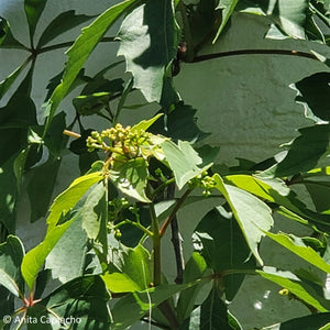 Virginia Creeper - Parthenocissus quinquefolia (1 gal.)